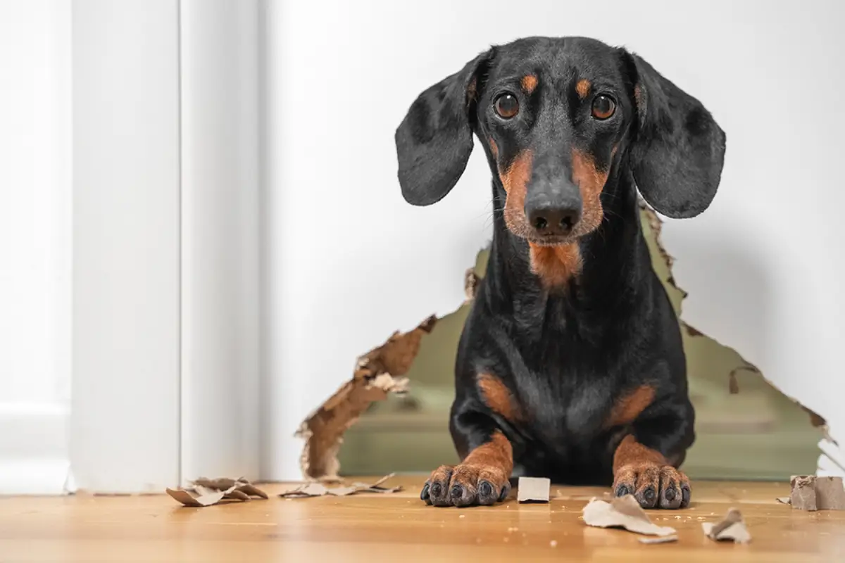 Renting to Pet Owners in El Paso: A Profitable Strategy with Smart Safeguards